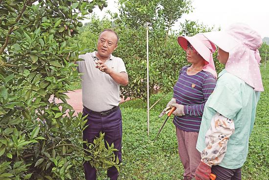 秦兆宏柑橘地里的致富带头人